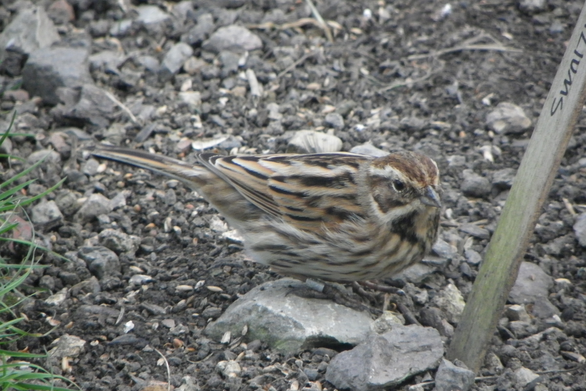 reed bunting